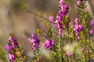 [Ericaceae] Erica carnea – Winter Heath