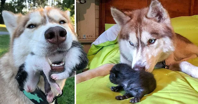 Heroic Husky, Saves 7 Kittens, Abandoned in the Woods, Loving New Mom, Extraordinary Bond