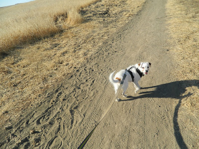 Freckles the Dog