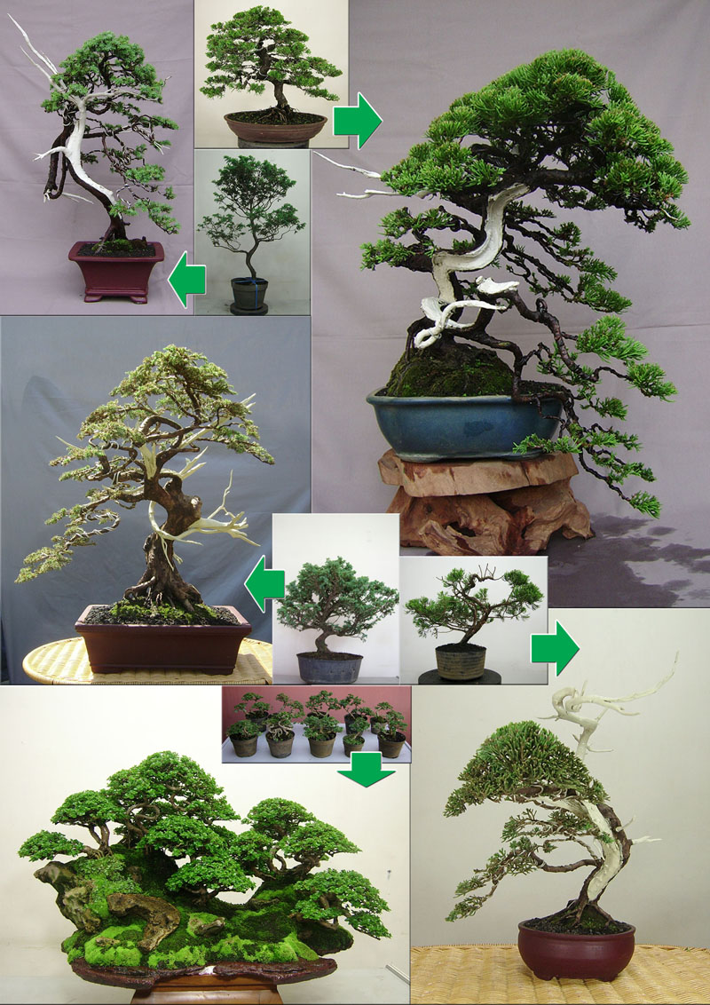  bonsai  dedy sopy CARA MEMBUAT BONSAI 