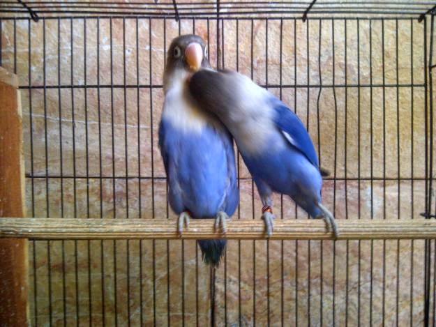  Gambar Aneka Jenis Burung Lovebird 