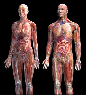 https://blogger.googleusercontent.com/img/b/R29vZ2xl/AVvXsEh6isLi-dQL3O1IxsyOI93xs_YaCGWihBp4Cf0vjiNeMldVA0pu52Fui4Z75EaoVIdvDHInt3ZHmd4efiATaN4uLxNplLefSdiwkH9gkETlxxVQmamt61ILtOBIiUIPgyJ2Gi6ElCM5cBbB/s400/Jam+Piket+organ+tubuh+manusia.jpg