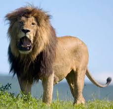 Stop yang menyebabkan penyakit raja singa sipilis | spesial penyakit kelamin
