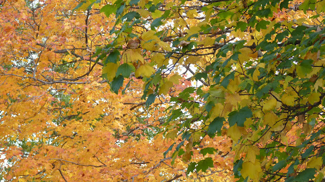 otoño en Boston