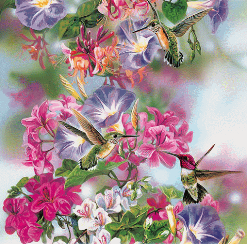 Gif Beija-flor