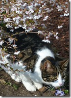 willow and cherry blossom