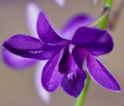 Orchid Flowers