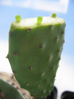 Seedling cactus on Opuntia - Image by Google