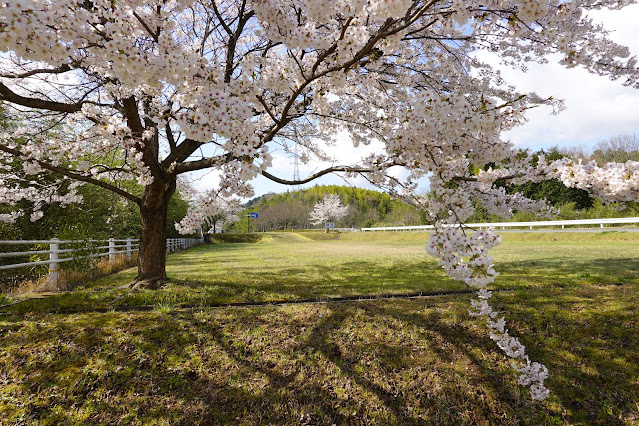 鳥取県西伯郡南部町鶴田　とっとり花回廊　外駐車場の桜