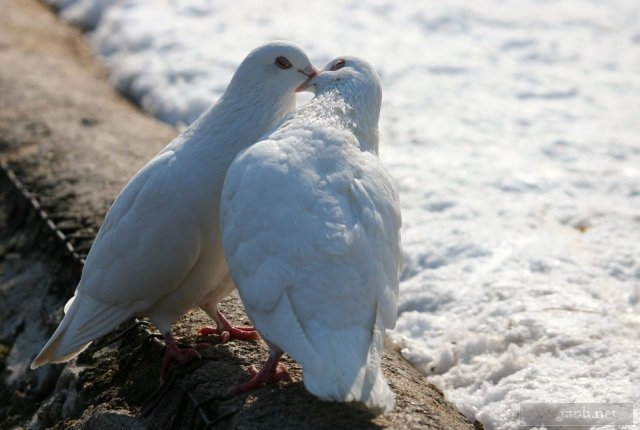 25 Amazing romantic animals in love ~ Perpustakaan