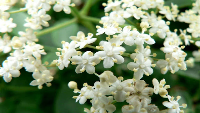 Mondokaki - Tabernaemontana divaricata - Crepe Jasmine - Chandni Tree Amazing Facts