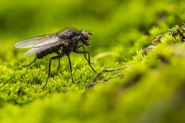 Diantara binatang yang banyak merusak tanaman adalah dari golongan serangga (insekta). Salah satu alasannya adalah bahwa spesies golongan serangga paling banyak diantara kingdom makhluk hidup binatang (animalia). Serangga termasuk golongan binatang bersegmen (antropoda) yang mempunyai tiga bagian pokok tubuh yaitu kepala (caput), dada (thorax) dan perut (abdomen), berkaki enam (disebut juga heksapoda) dan sebagaian besar bersayap. Posisi kaki dan sayap (bila ada) berada di segmen dada.