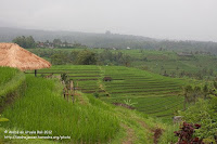 Bali Driver and Tour Guide