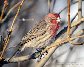 Male House Finch; backyard: photo Shelley Banks