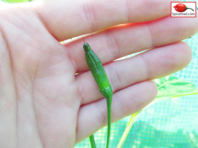 Aji Lemon - 2nd June 2013