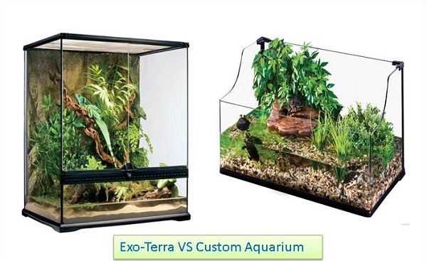  Cara Membuat Paludarium dengan Harga Murah Qoeple Bicara