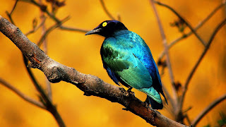 beautiful Wallpapers HD Of Birds