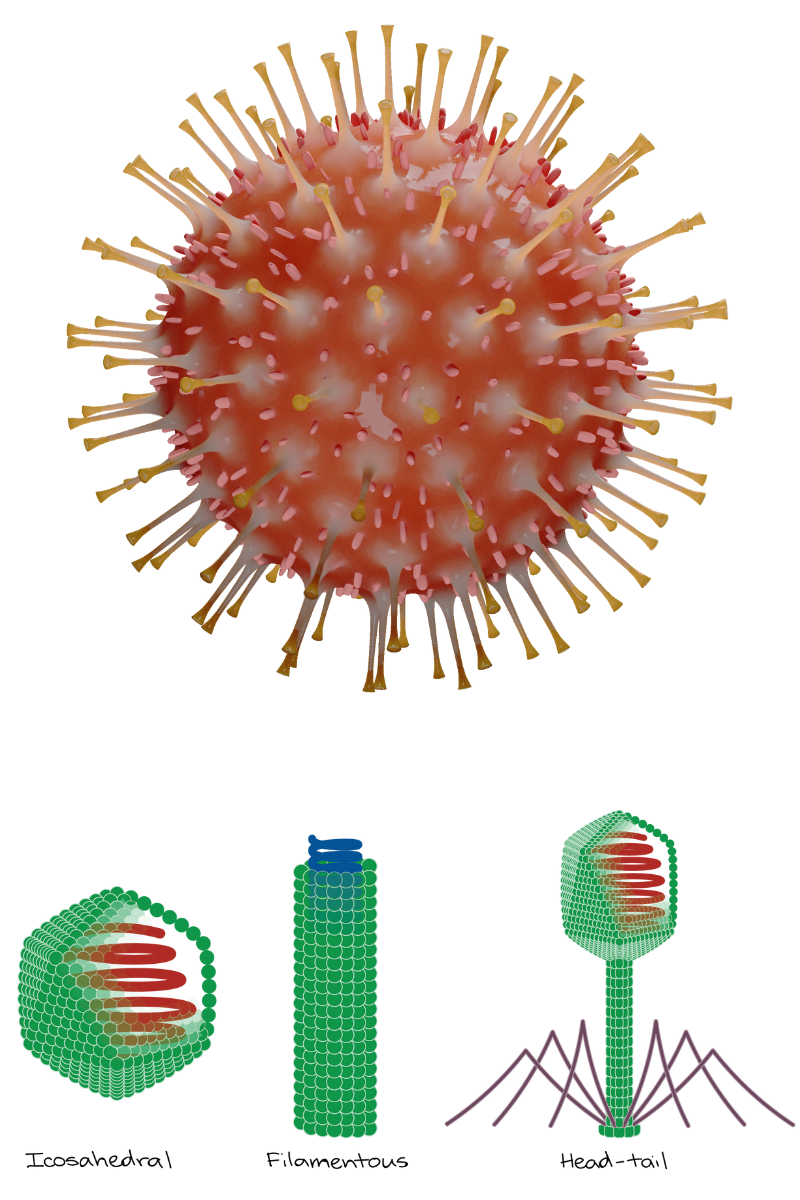 MORPHOLOGY OF VIRUSES