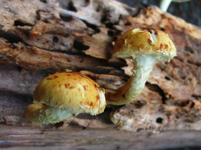 Pholiota aurivella