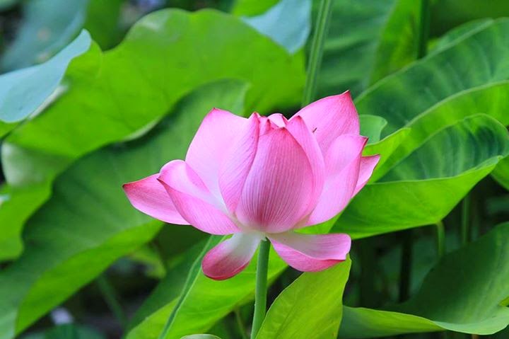 Chùm thơ hay và hình ảnh đẹp về Hoa Sen Hình ảnh hoa sen và thơ minh họa thật hay
