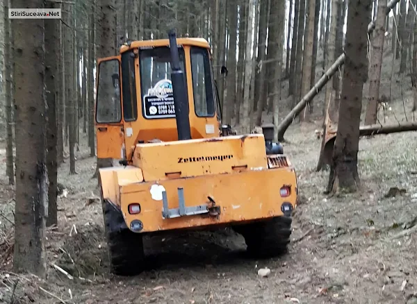 Tăiere ilegală de arbori depistată în flagrant, într-o pădure din Sucevița