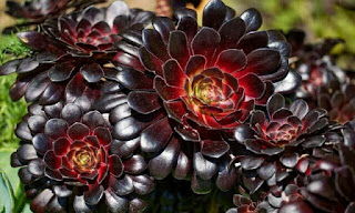 A close-up of anAEONIUM ARBOREUM ZWARTKOPT  