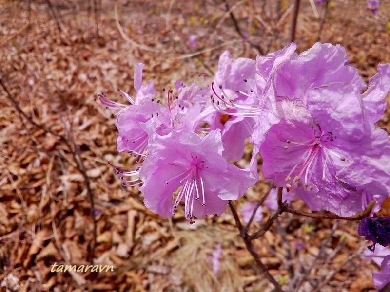 Рододендрон остроконечный (Rhododendron mucronulatum)