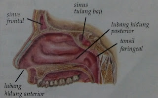 Cara Kerja Hidung Menangkap Aroma