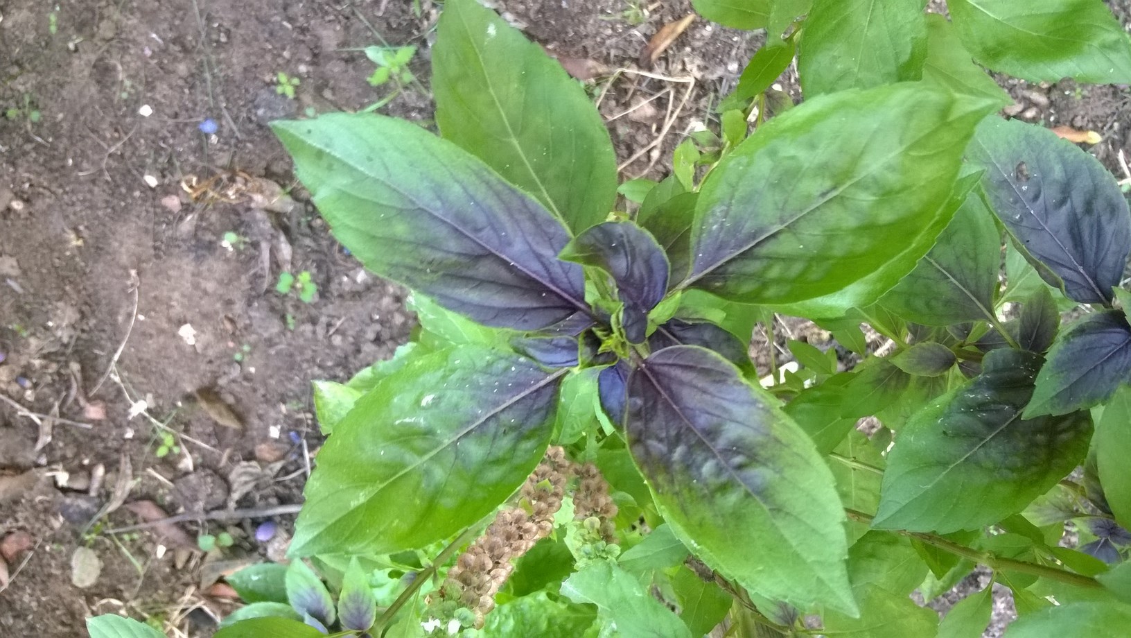 in my garden my basil