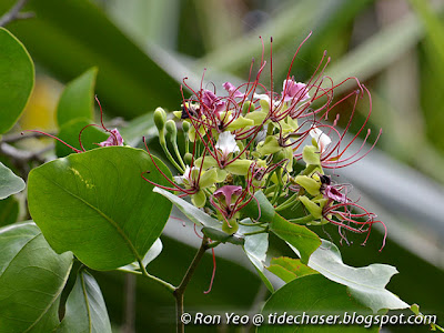 Ipil (Intsia bijuga)