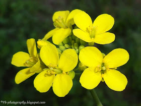 Canola