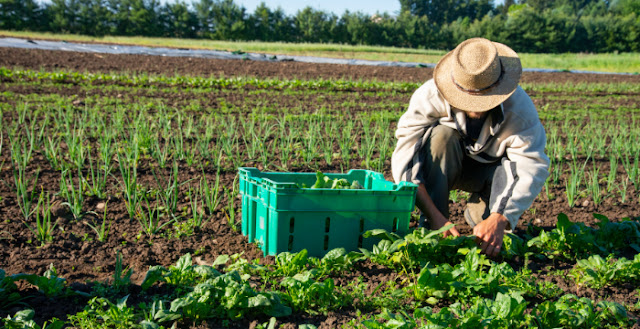 Berkebun Organik dan Strategi Pengendalian Hama