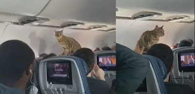 Gato aparece de sorpresa en primera clase durante un vuelo