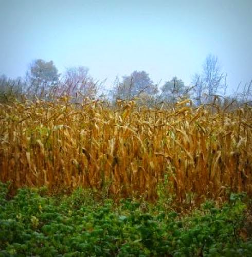 Prophecy Ufos And Crop Circles