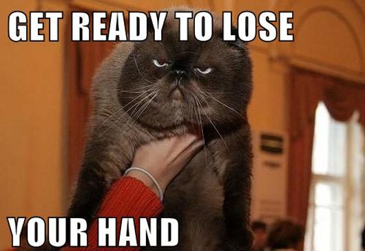 funny animal memes, animal pictures with captions, lolcats