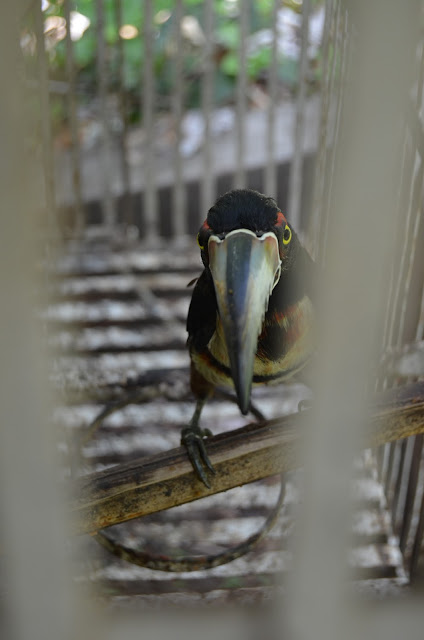 Collared aracari