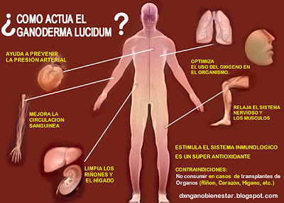 Resultado de imagen para PRINCIPIOS BASICOS DEL GANODERMA: