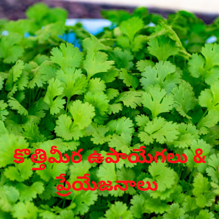 Coriander Uses & Health benefits