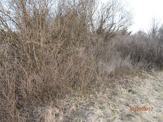 Bosquet de lilas