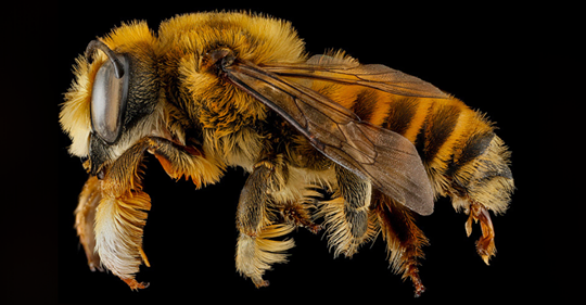It's Now Official: First Bee Has Just Been Added to Endangered Species List