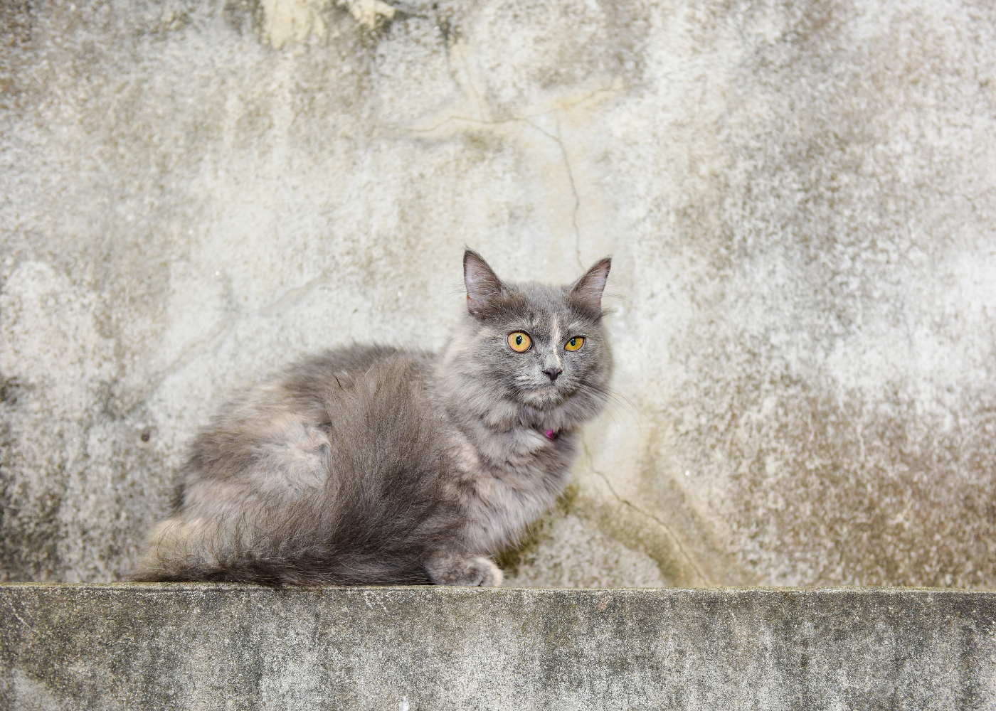 Munchkin Cat