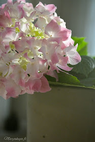 kukka hortensia hortensiat kevät sisustus