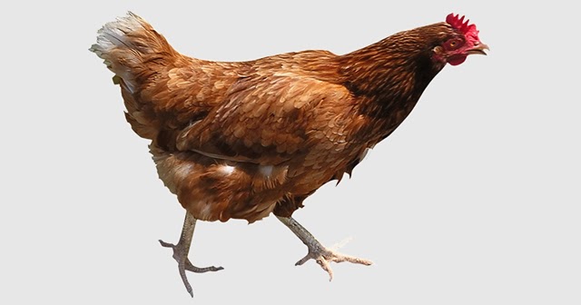 Download Gambar Ayam Tanpa    Background - Pakar Teknik