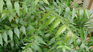 neem leaves