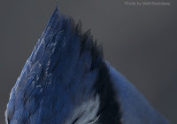 Close up of a blue jay crown – Charlottetown, PEI – Feb. 18, 2017 – by Matt Beardsley