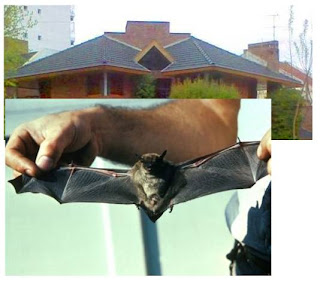 Comparación con murciélago