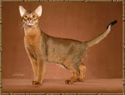 abyssinian cattery