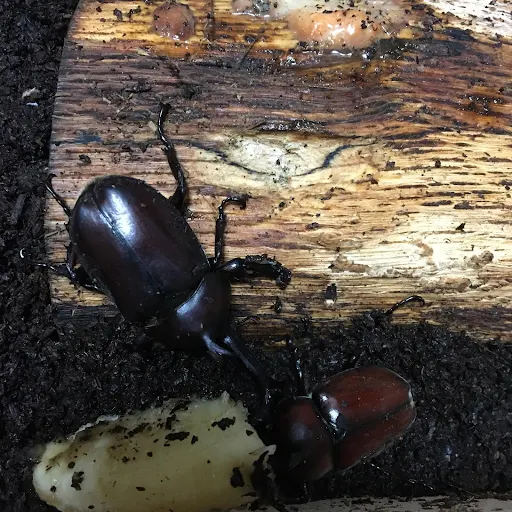 カブトムシの赤いかぶと虫