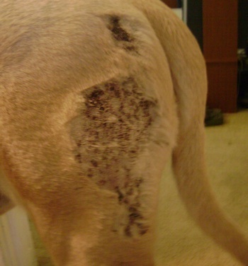 Dog Eczema Picture