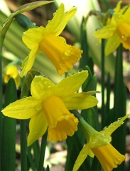 daffodils-small-yellow